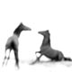 Soft Horses
